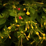 tratamiento de la bulimia