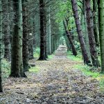 Duelo anticipado - Centrum Psicólogos