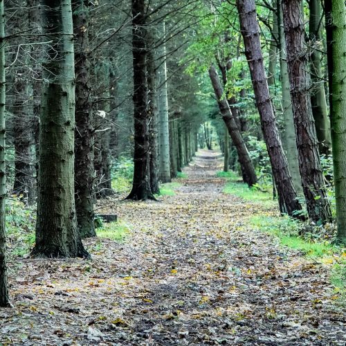 Duelo anticipado - Centrum Psicólogos